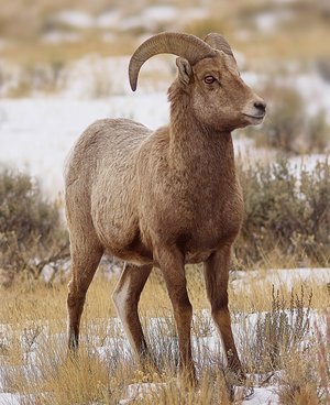 Yellowstone Wildlife